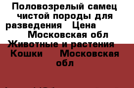 Половозрелый самец чистой породы для разведения › Цена ­ 10 000 - Московская обл. Животные и растения » Кошки   . Московская обл.